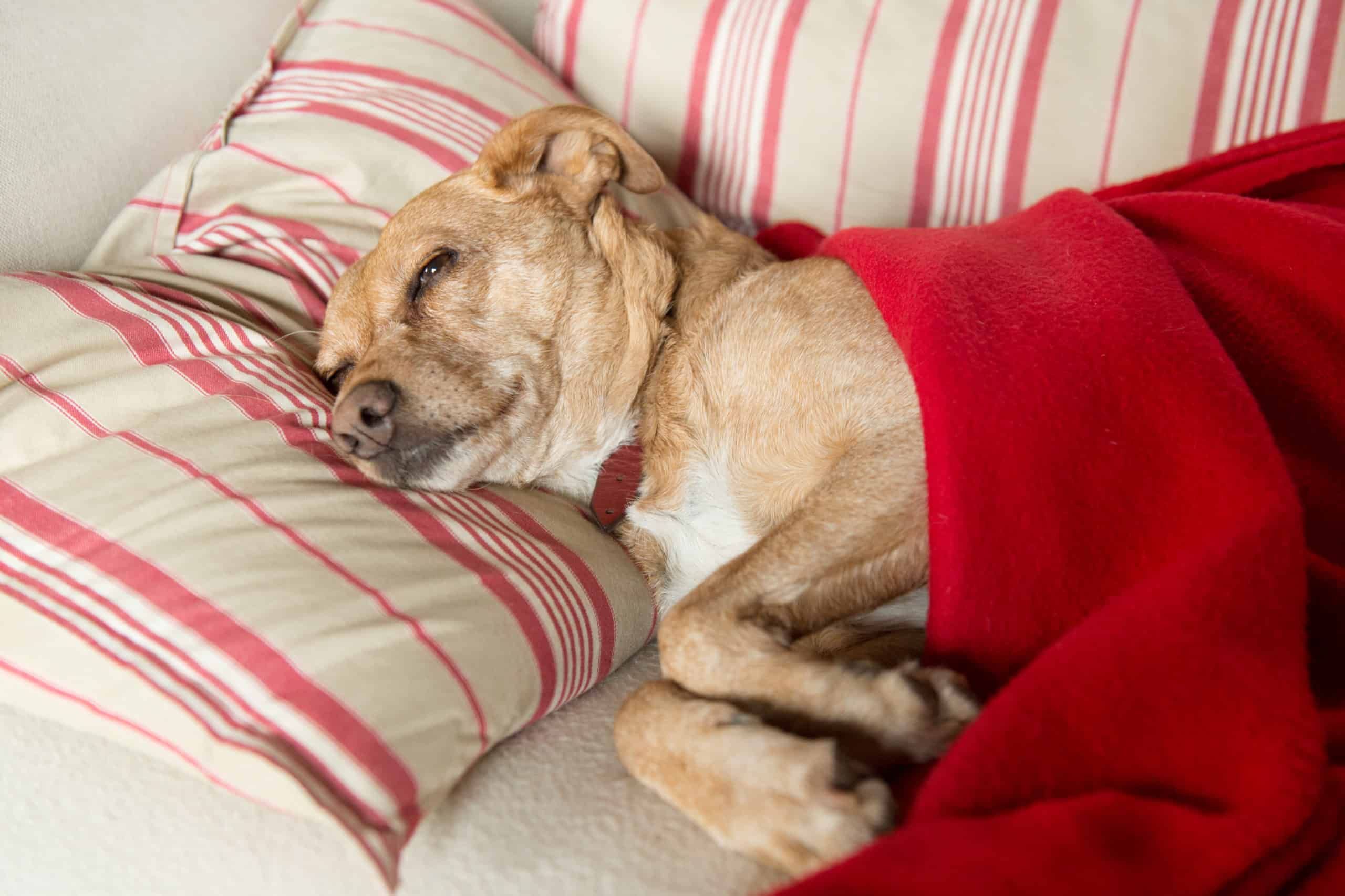 Sick dog lying down