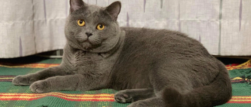 British Shorthair Cat: Characteristics, Care and Things to Know