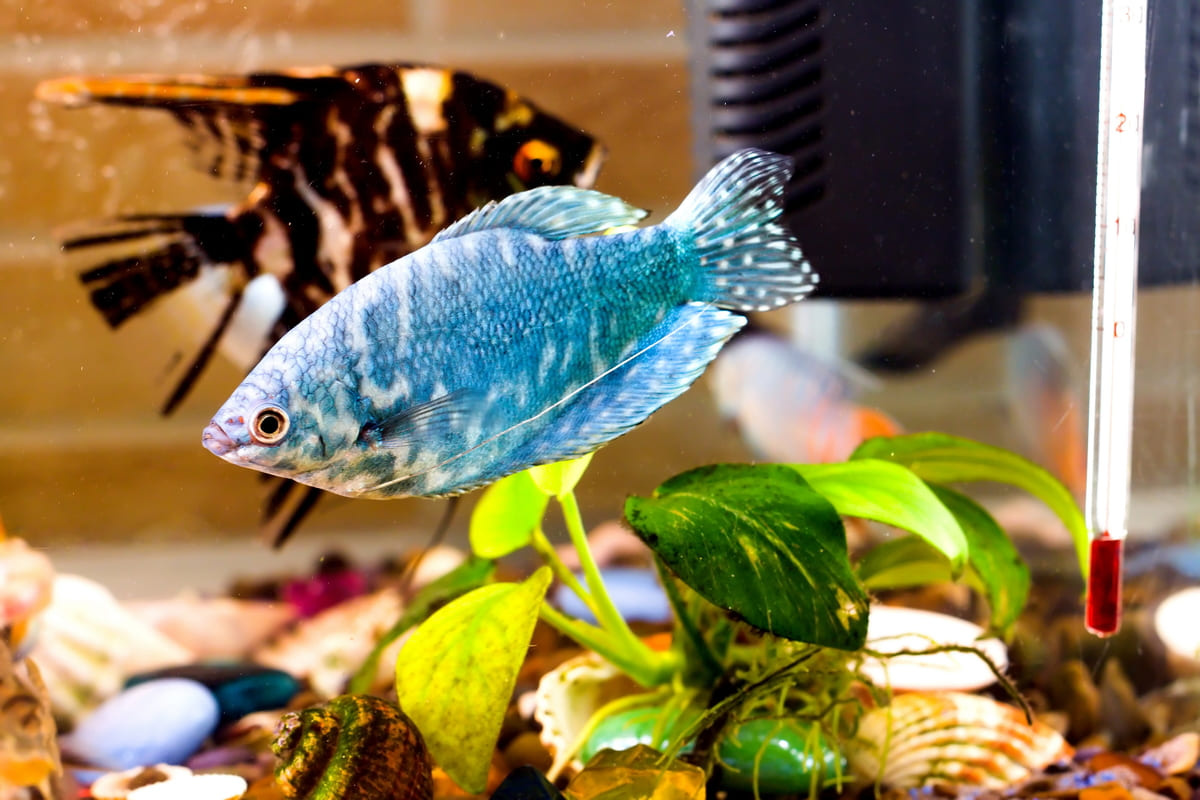 Blue fish swimming in the aquarium