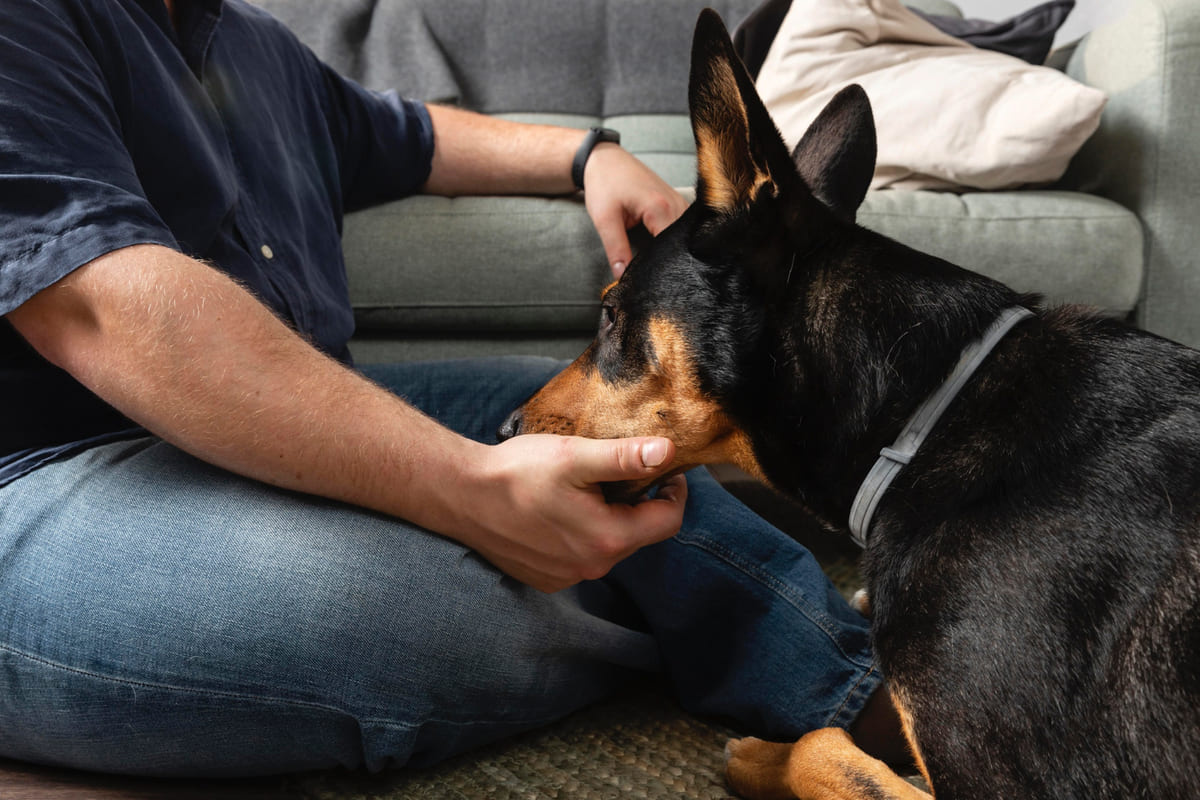 Doberman loved by man