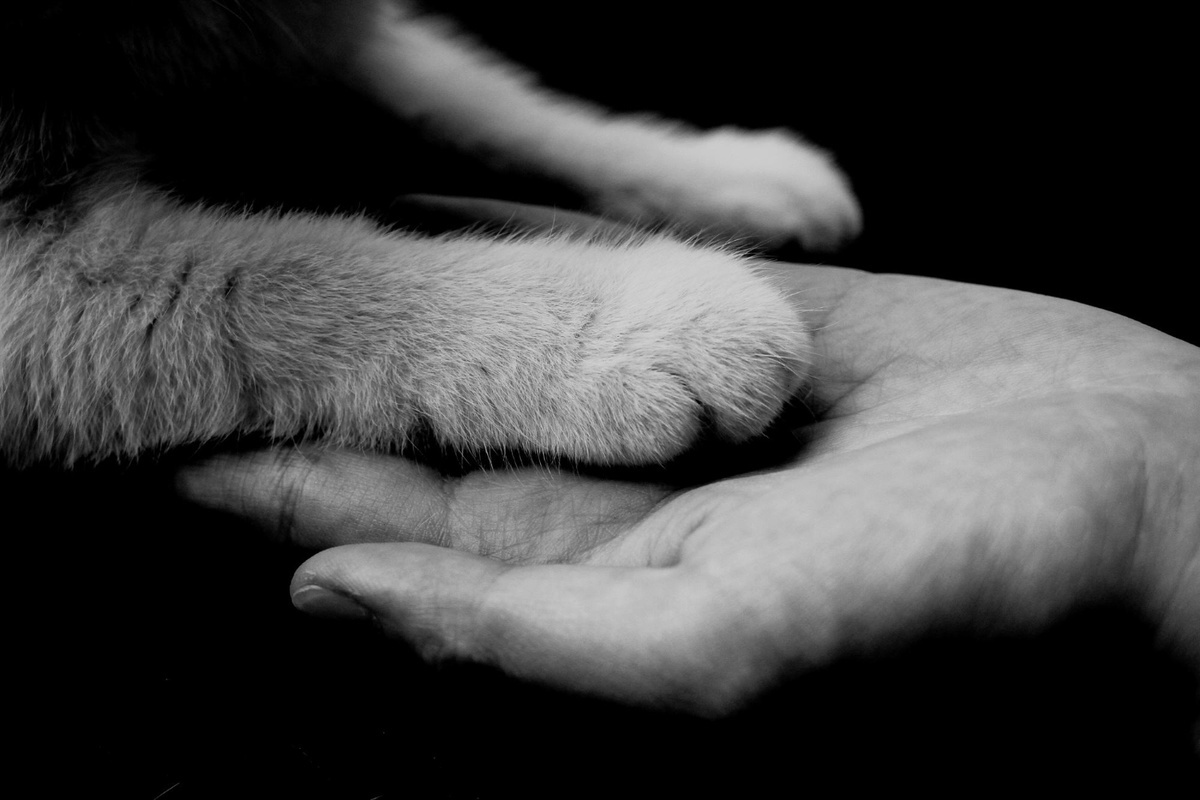 Paw and hand