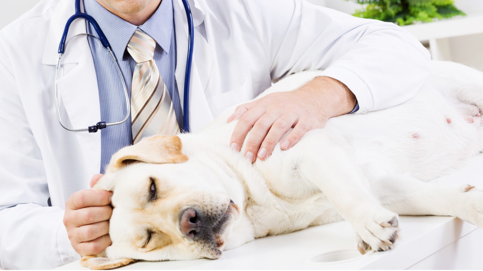 Dog at a veterinary examination