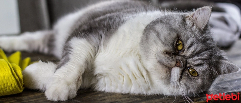 Hip Dysplasia in Cats
