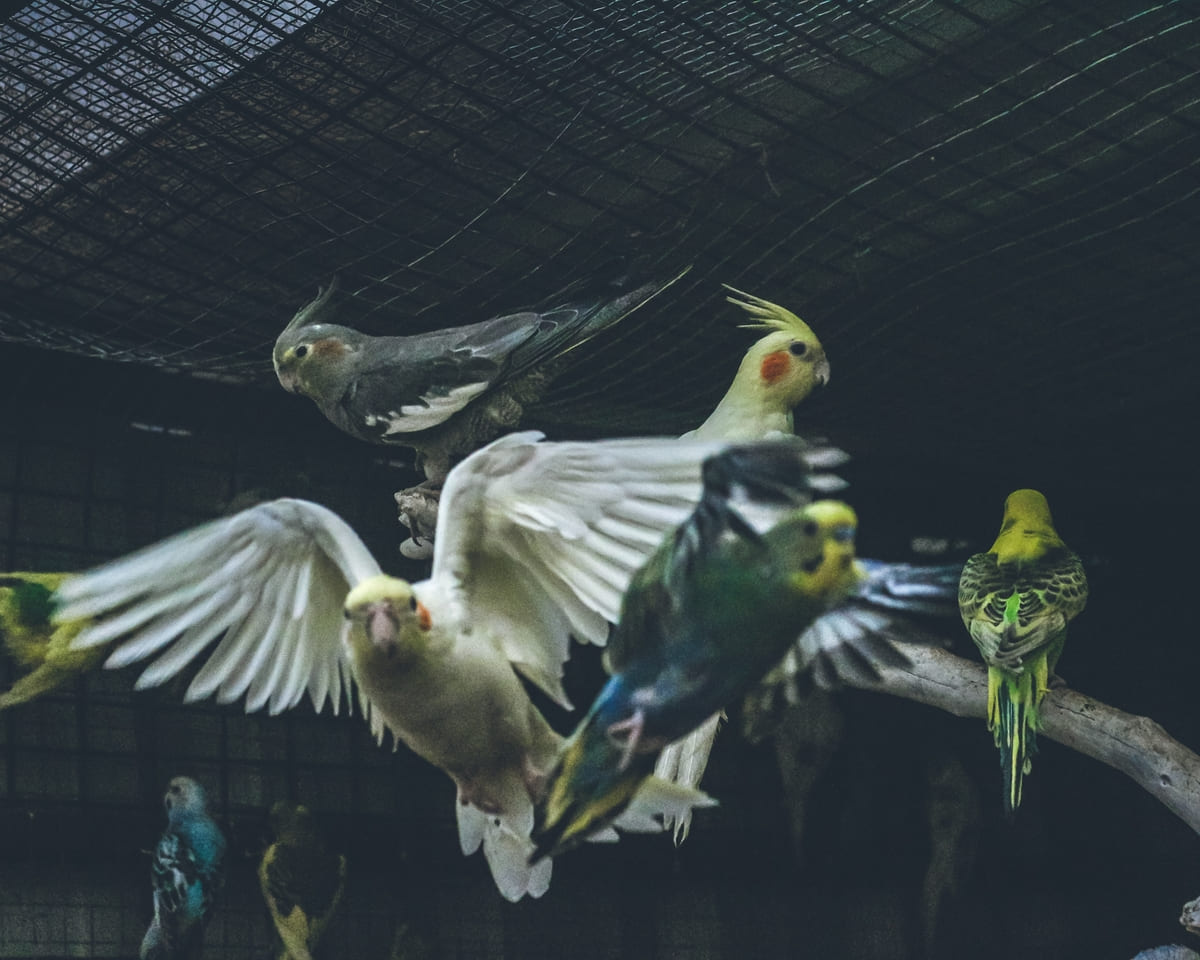 Different bird species together in a cage