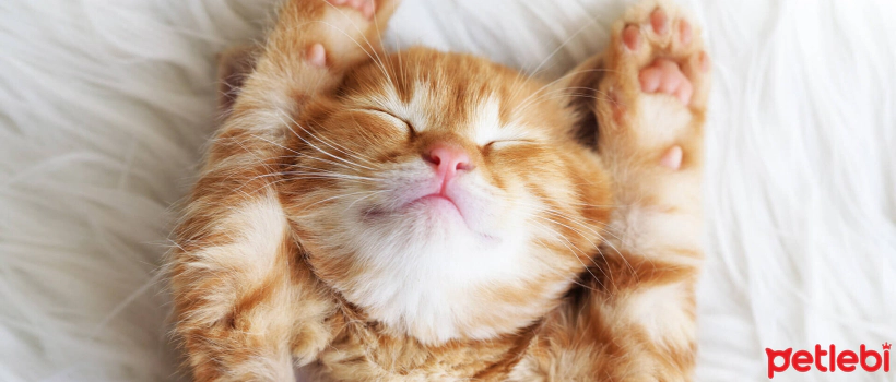 Why Do Cats Lie on Their Backs?