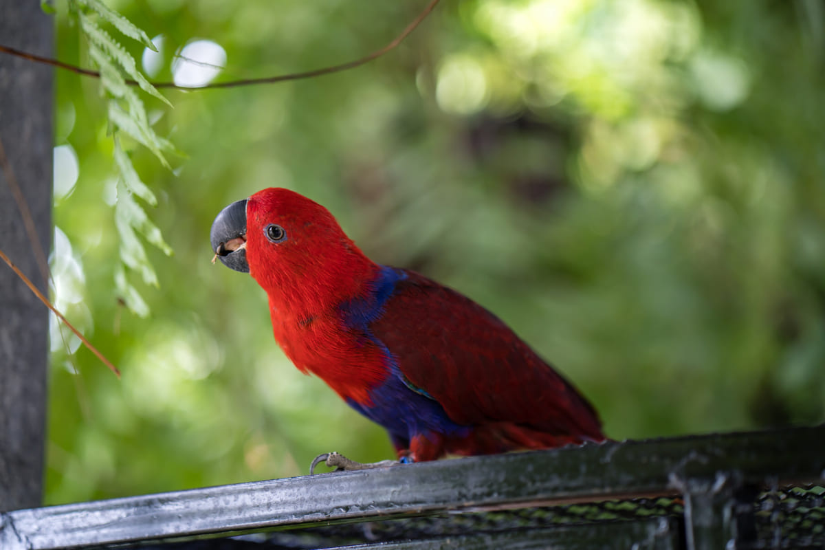 A red-feathered parrot