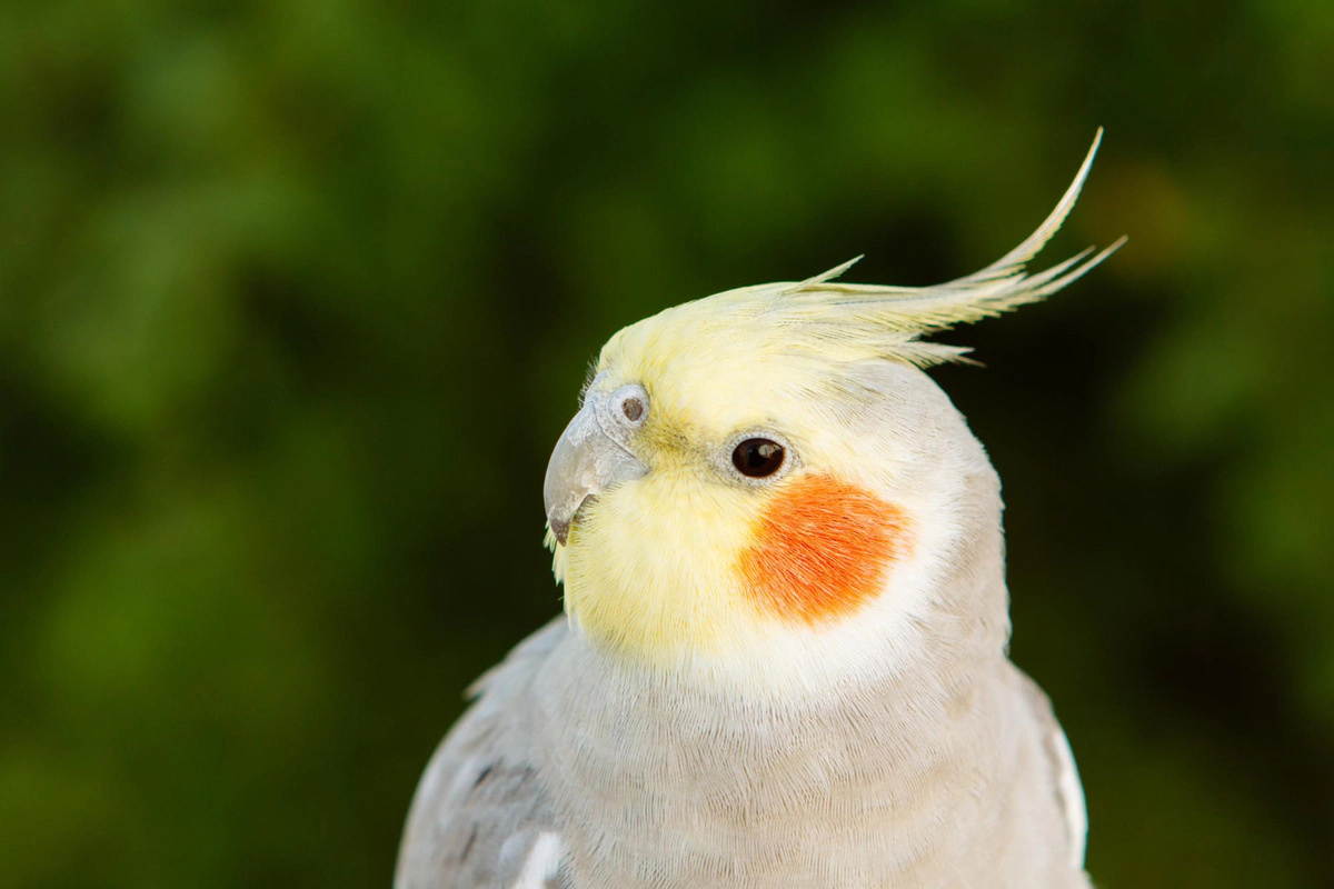 A cockatiel looking curious with its head tilted to the side