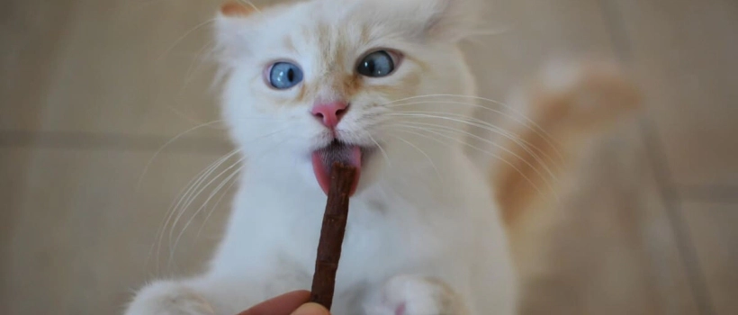 How Much, How Often, and When Should Cat Treats Be Given?