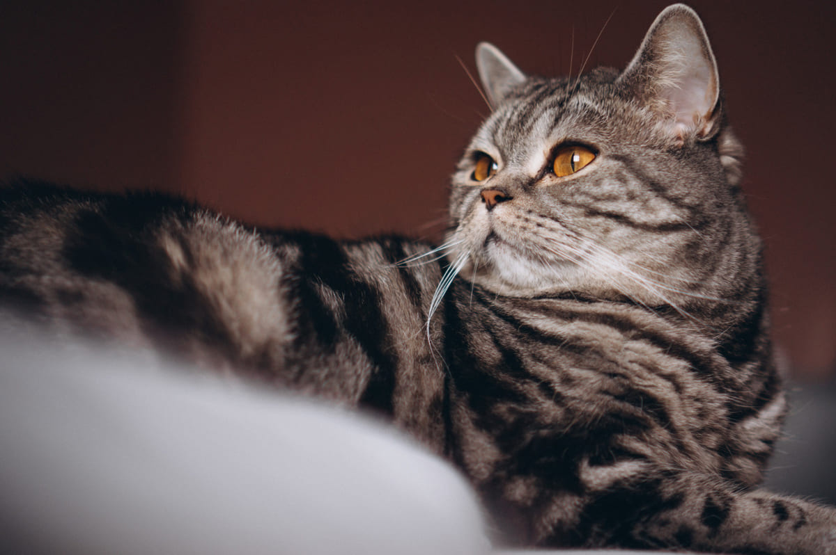 Cat with amber eyes