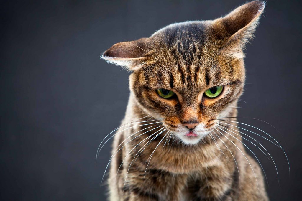 Tabby cat with tongue sticking out