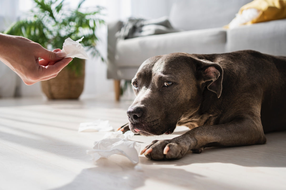Sick grey dog ​​lying down offered a handkerchief