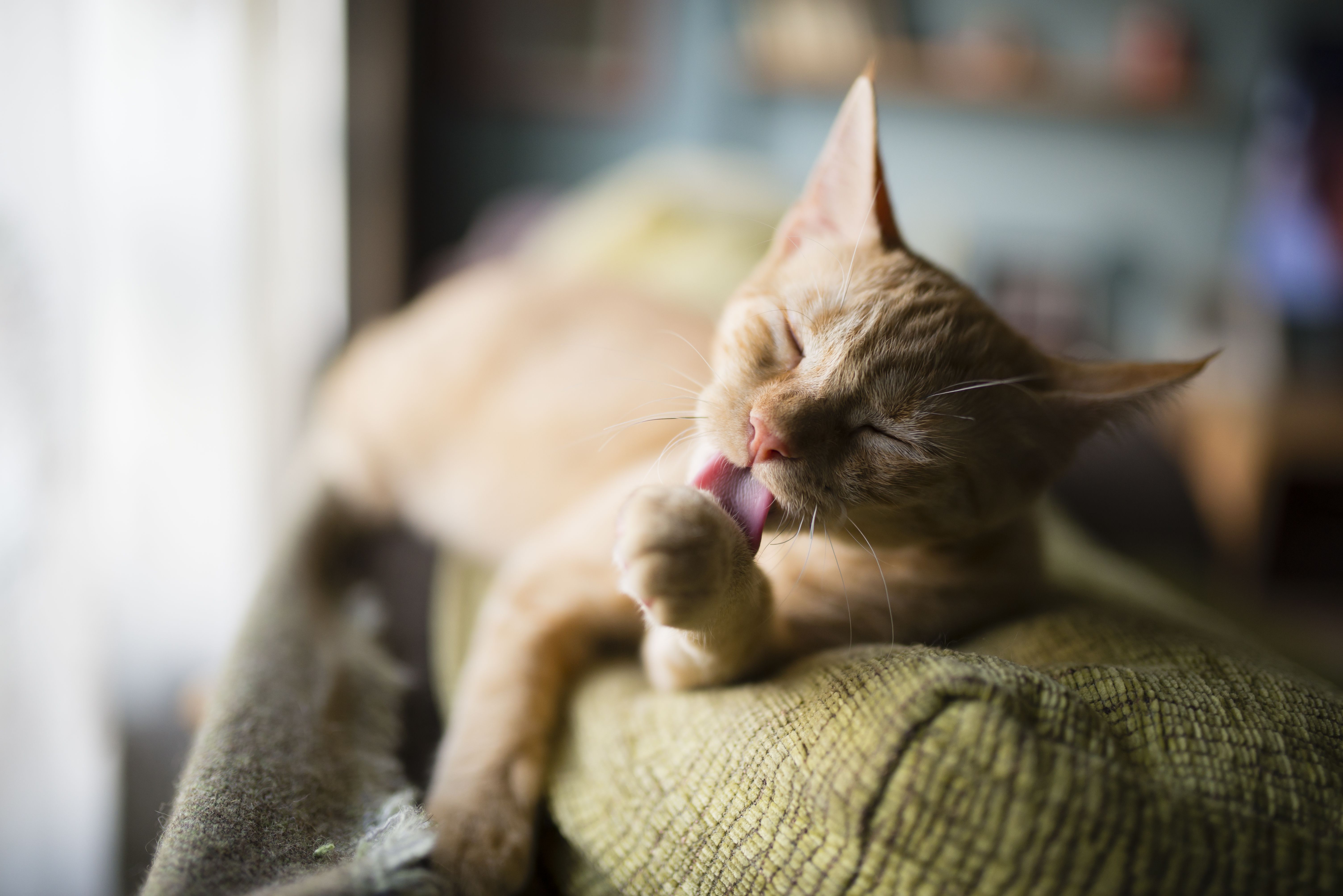 patilerini yalayan kedi