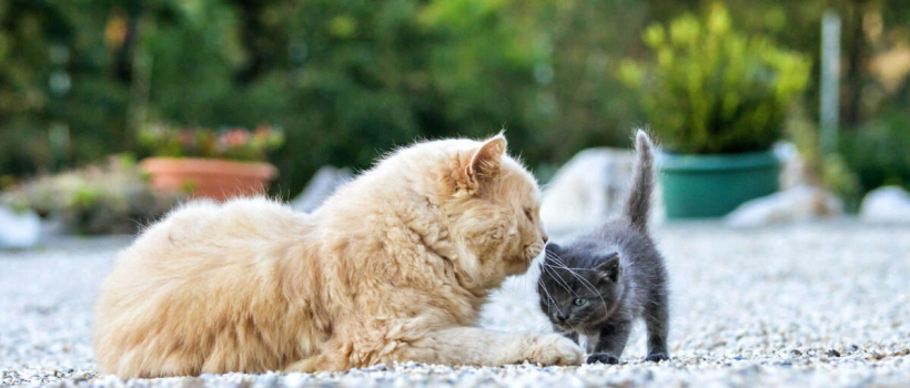 How Many Years Do Cats Live? Cat Breeds and Average Lifespans