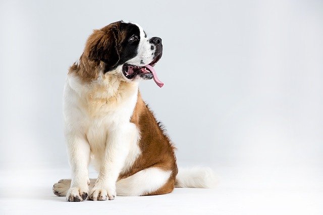 St. Peter's Dog sitting on a white background Bernard breed dog