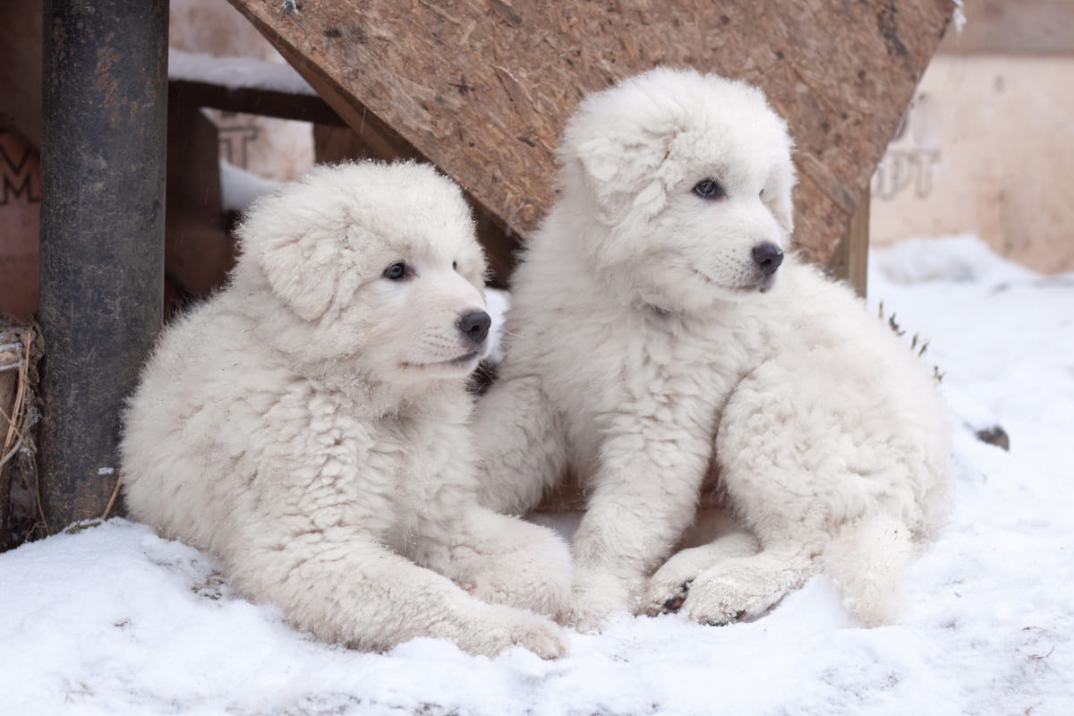 White puppies sitting side by side in the snow