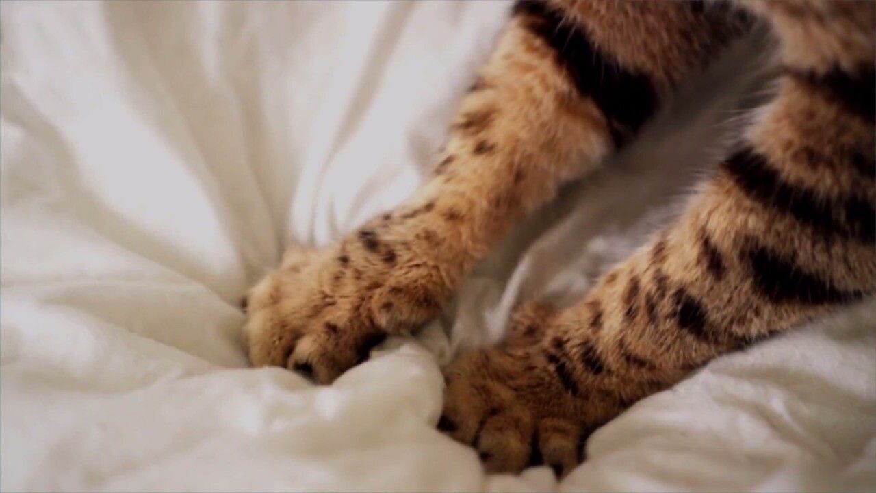 cat making a kneading motion with its claws out