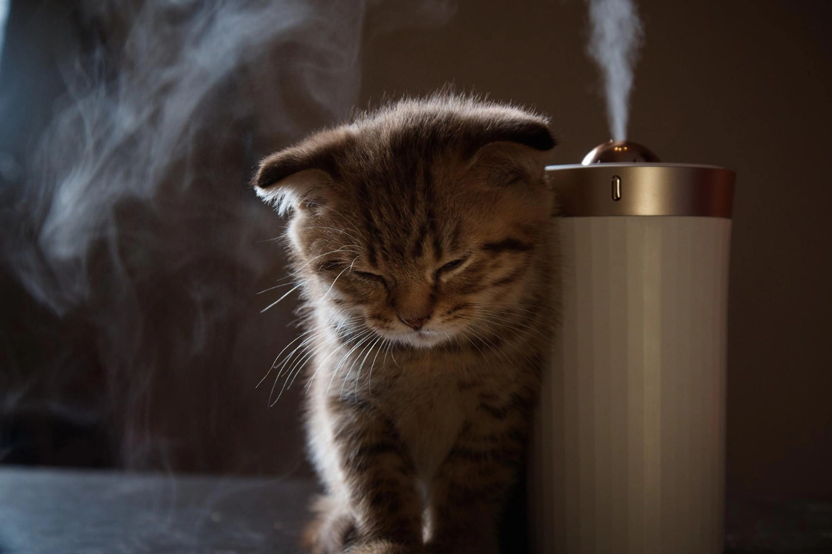Kitten standing next to the humidifier