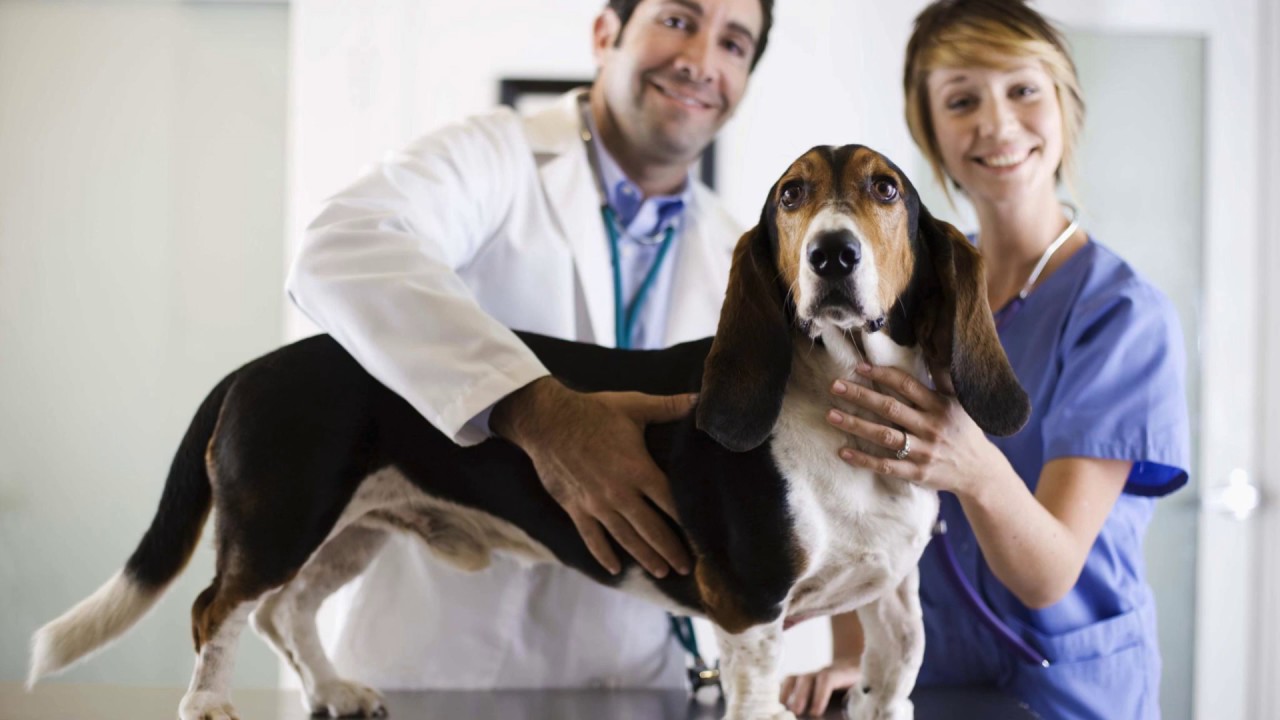 Dog lying on a stretcher in the treatment room at the veterinary clinic