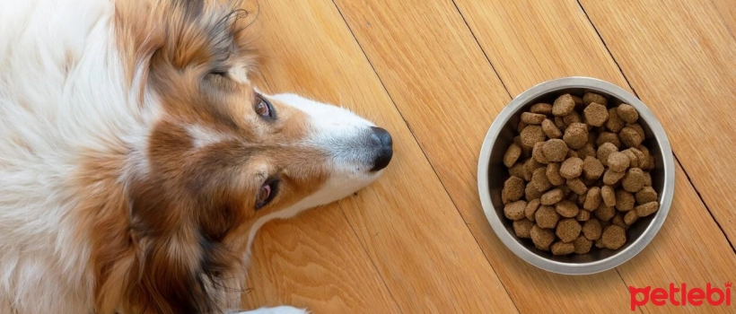 Causes and Symptoms of Lethargy in Dogs, What Should I Do?