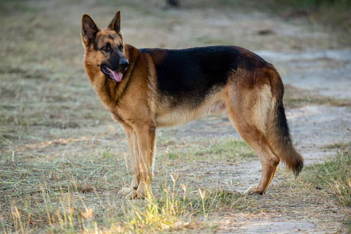 German Shepherd standing on all fours