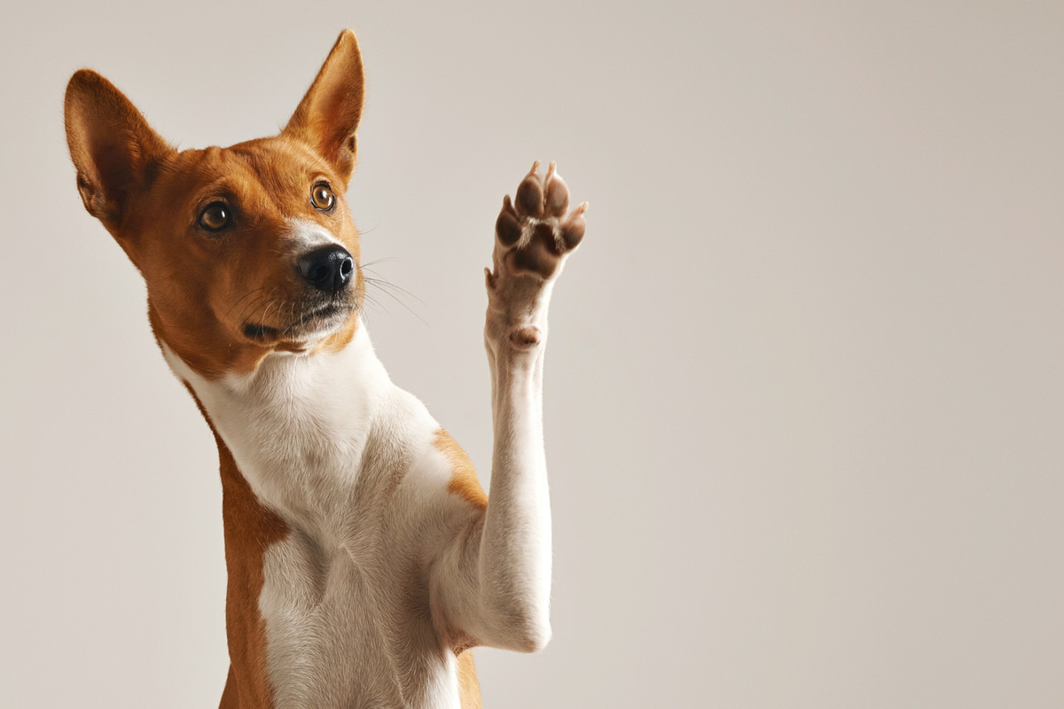Brown and white dog raising its paw