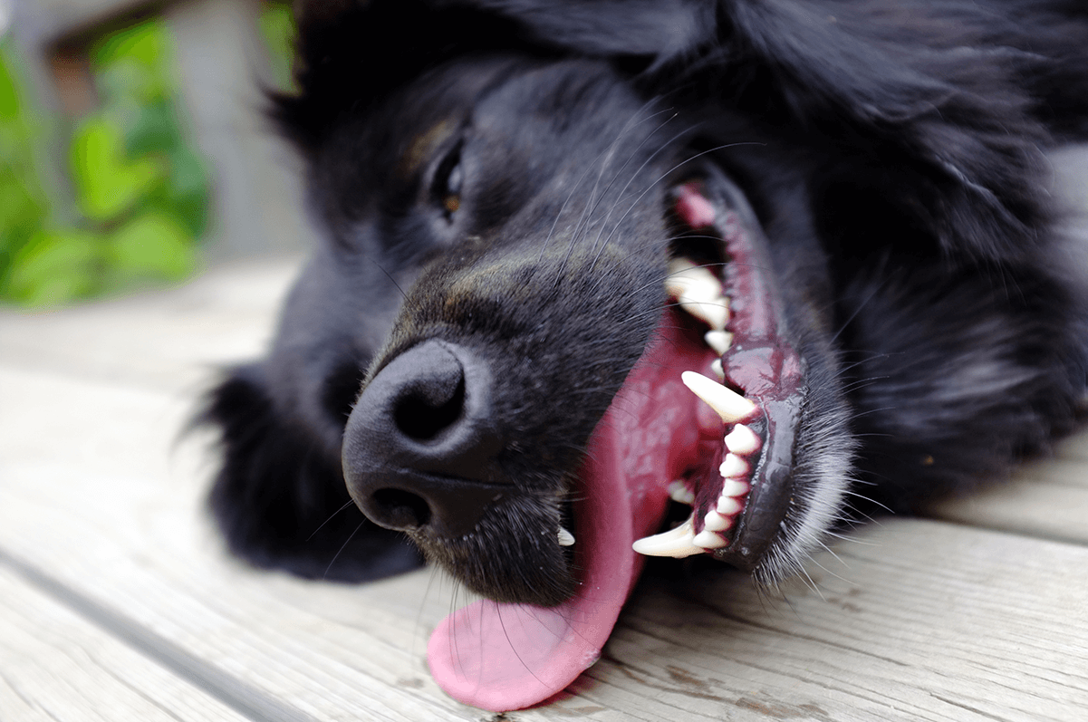 Black dog lying on the ground
