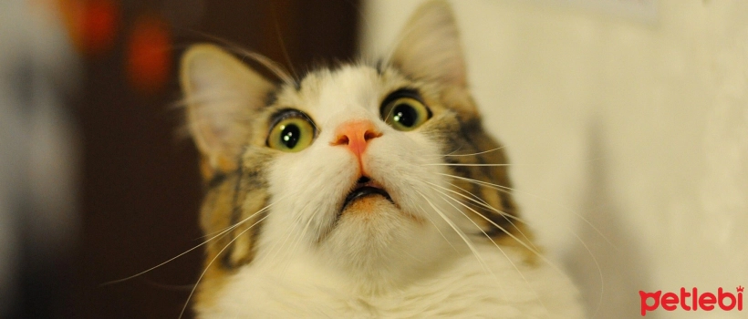 How to Overcome Fear of Cats? Achieve Success Step by Step