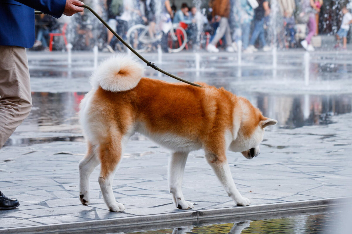 Akita walking with its owner Akita