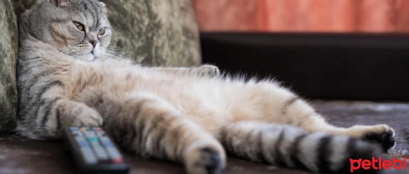 Do Cats Watch Television?