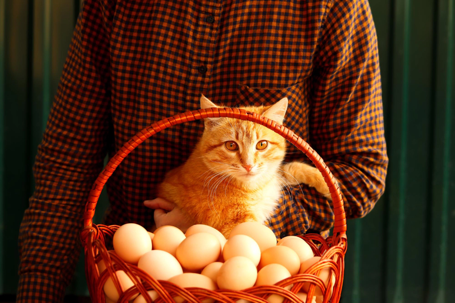yumurta sepeti ve kedi