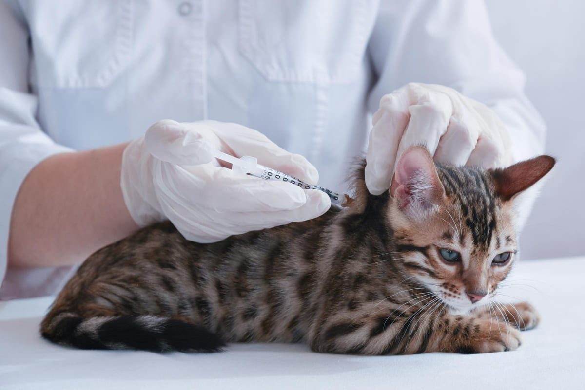 A vaccinated kitten