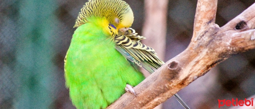Possible Causes of Excessive Scratching in Your Budgie