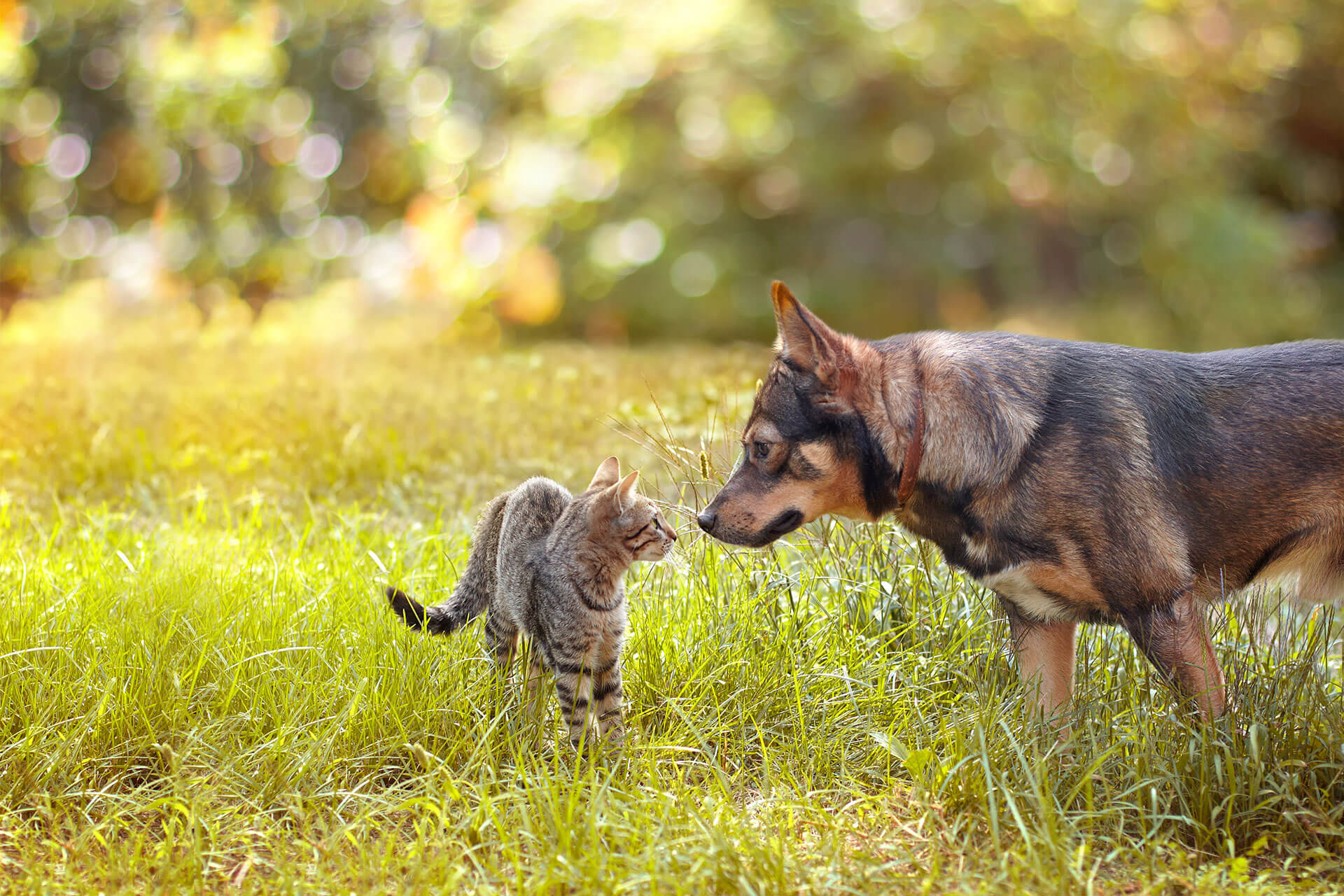 cat and dog standing side by side in nature