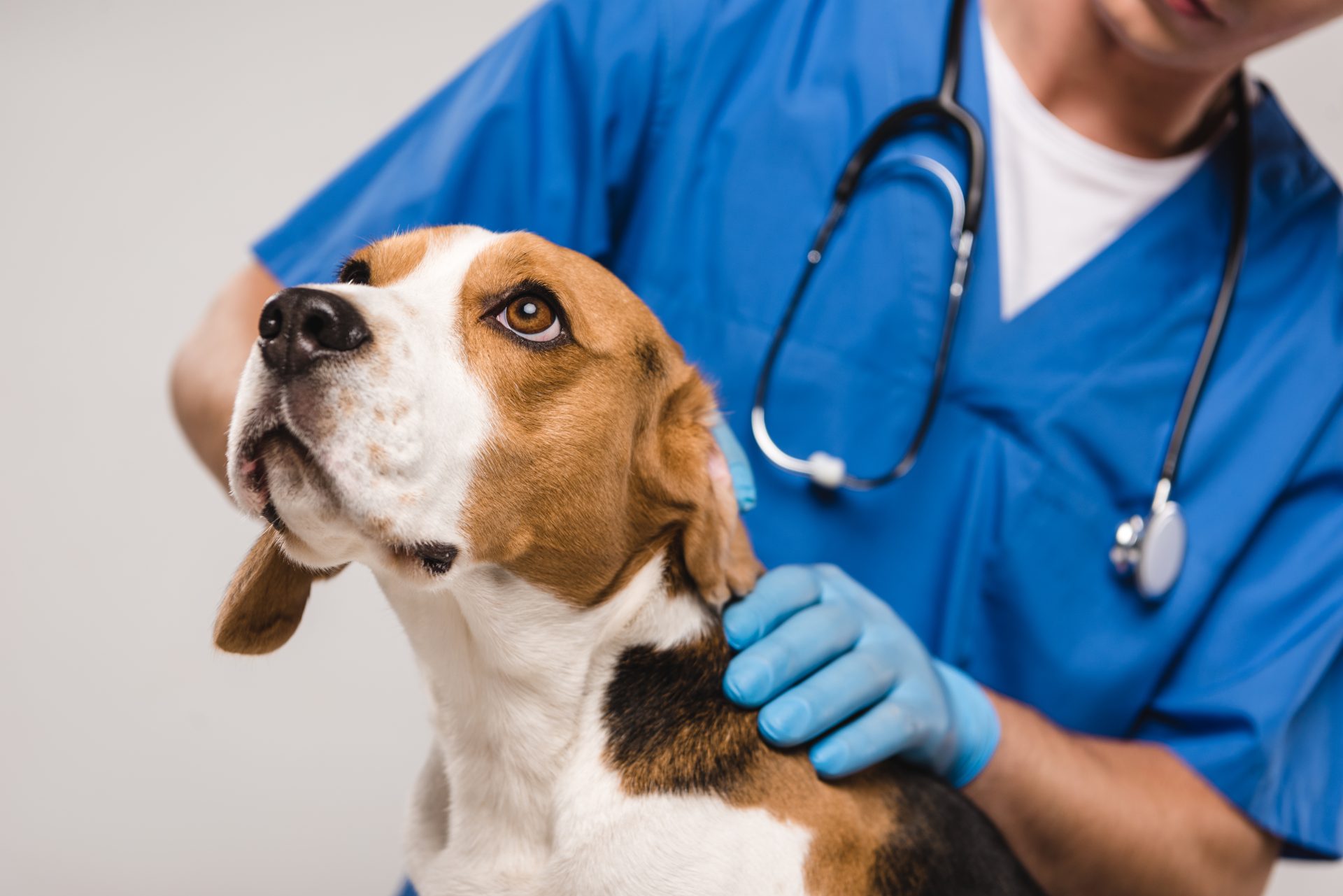 Veterinary check-up of a dog