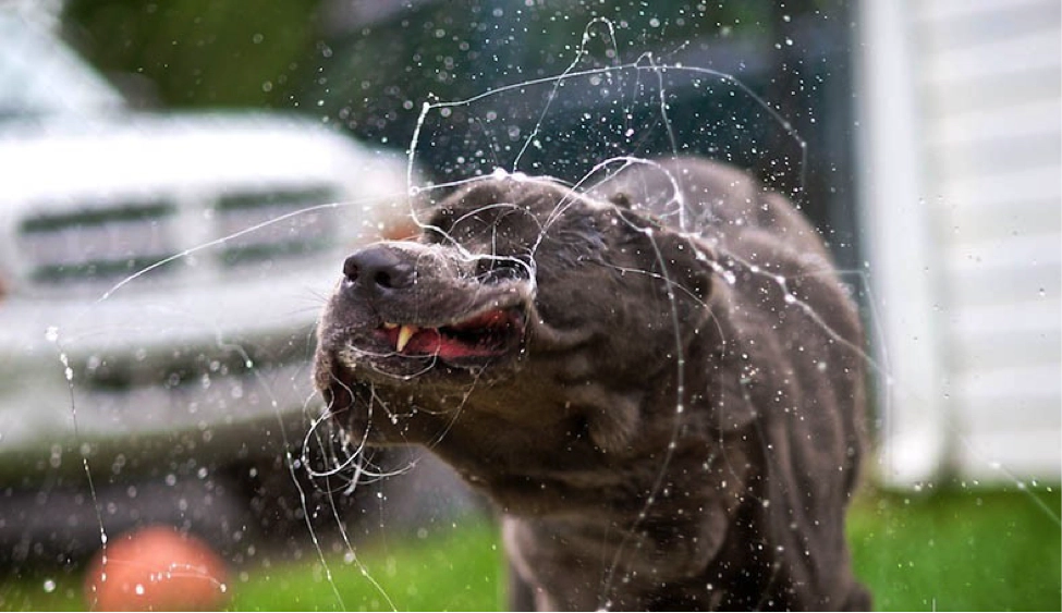 Dog drooling everywhere
