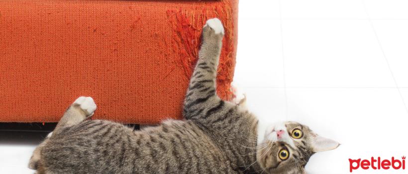 Destructive Scratching in Cats
