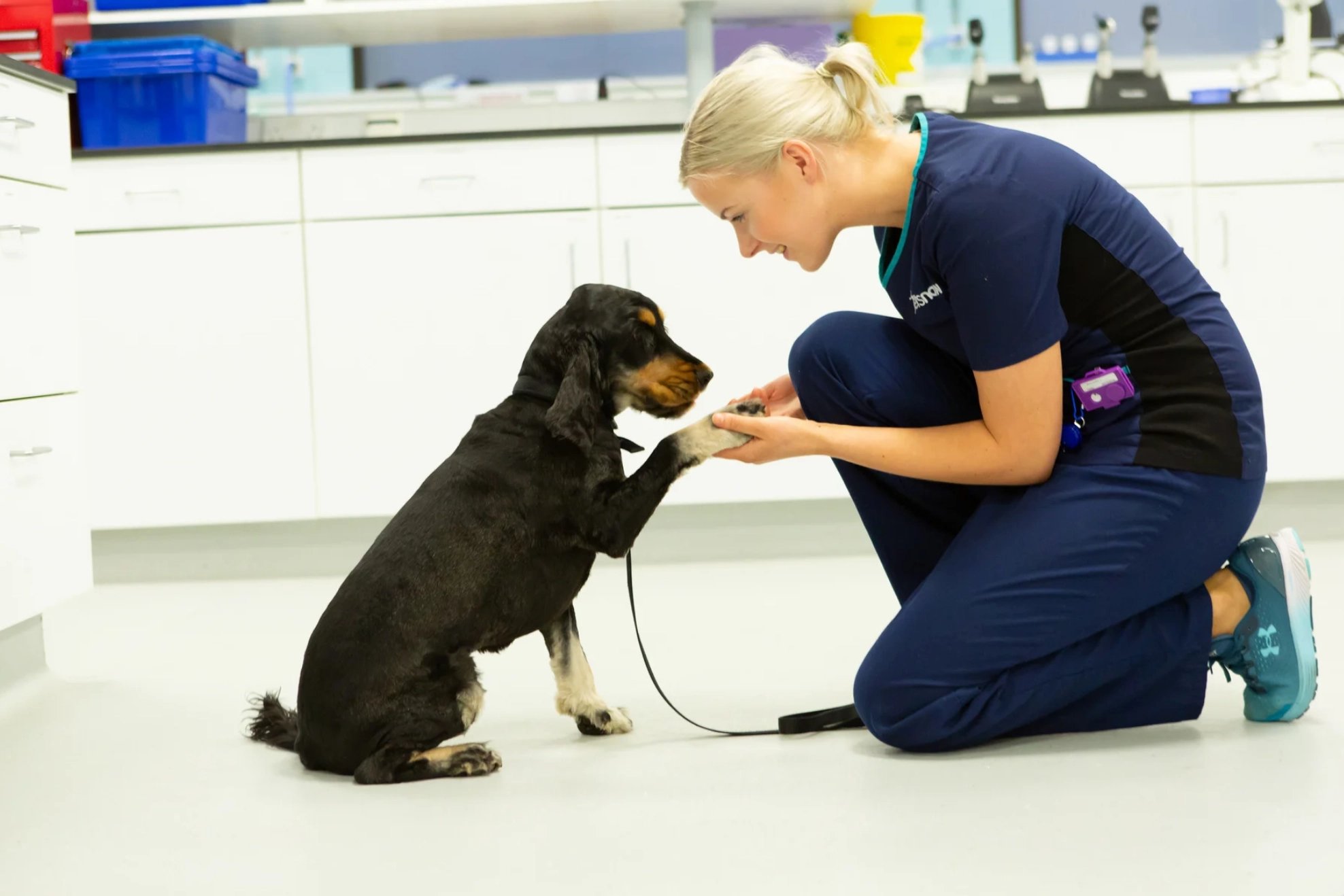 Black dog being examined by a veterinarian