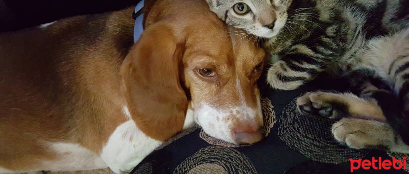 What is Anal Gland Cleaning in Cats and Dogs and How Should It Be Done?