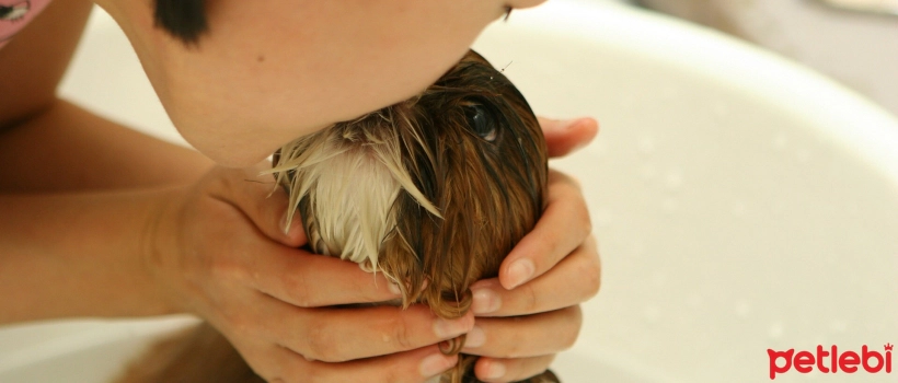 When Should Puppies Be Bathed?