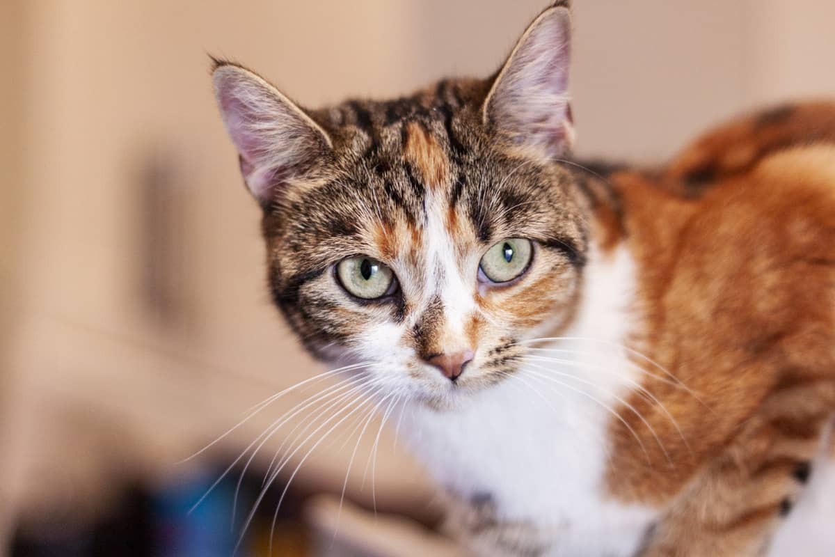 Green-eyed tabby cat