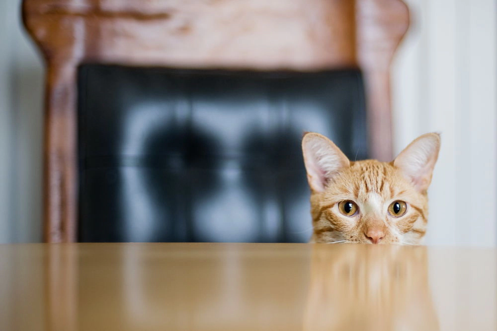 A tabby cat with part of its head visible at a table