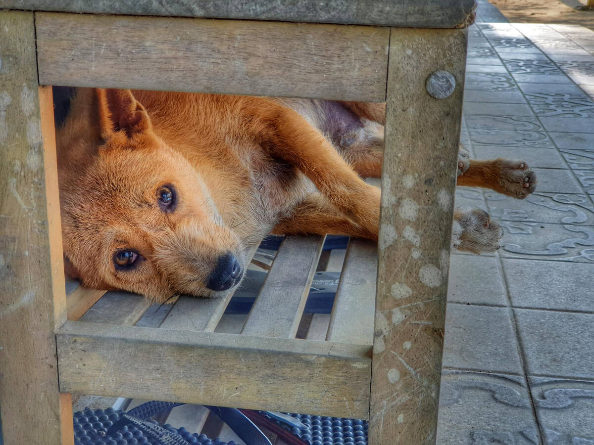Street dog lying on a bench