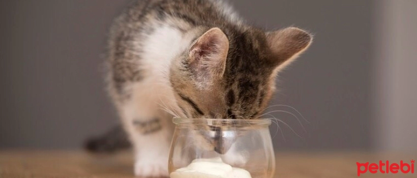 Can Kittens Eat Yogurt?