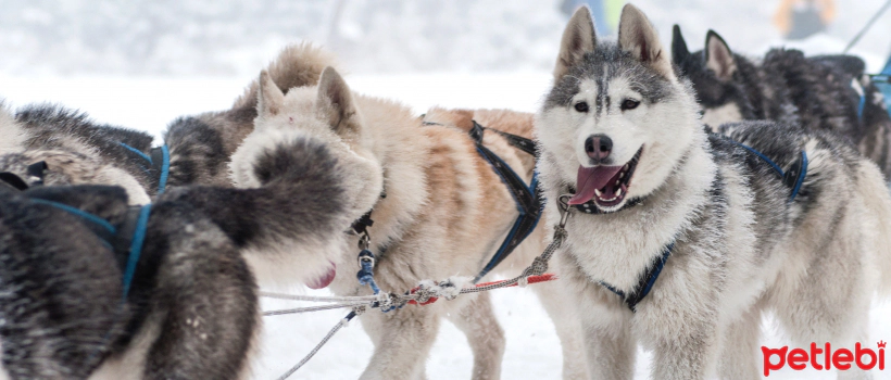 Dog Breeds Resistant to Hot and Cold Weather