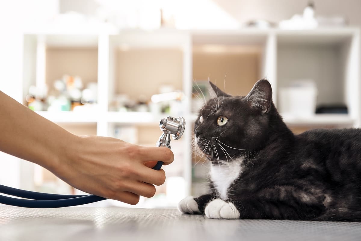A cat with black and white fur looking into a stethoscope