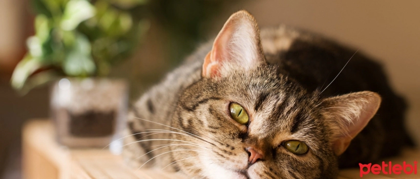 What Kind of Personality Does Your Cat Have?