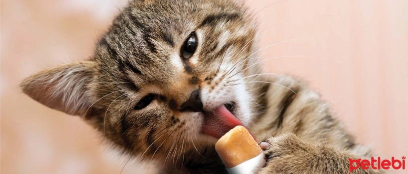 What Can Be Done to Cool Cats Down?