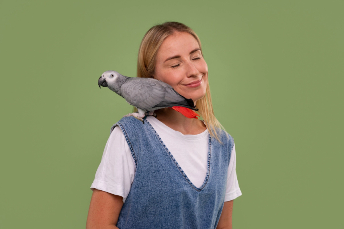 African Grey Parrot perched on its owner's shoulder