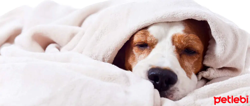 Pyometra in Dogs: Symptoms and Warning Signs
