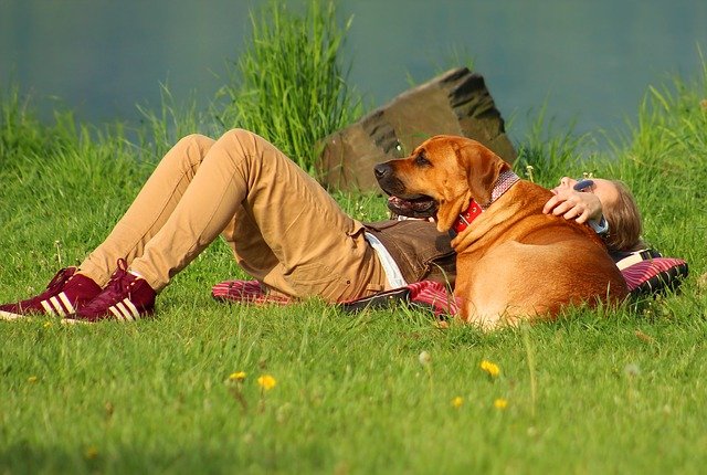 A yellow dog sitting next to its owner on the grass